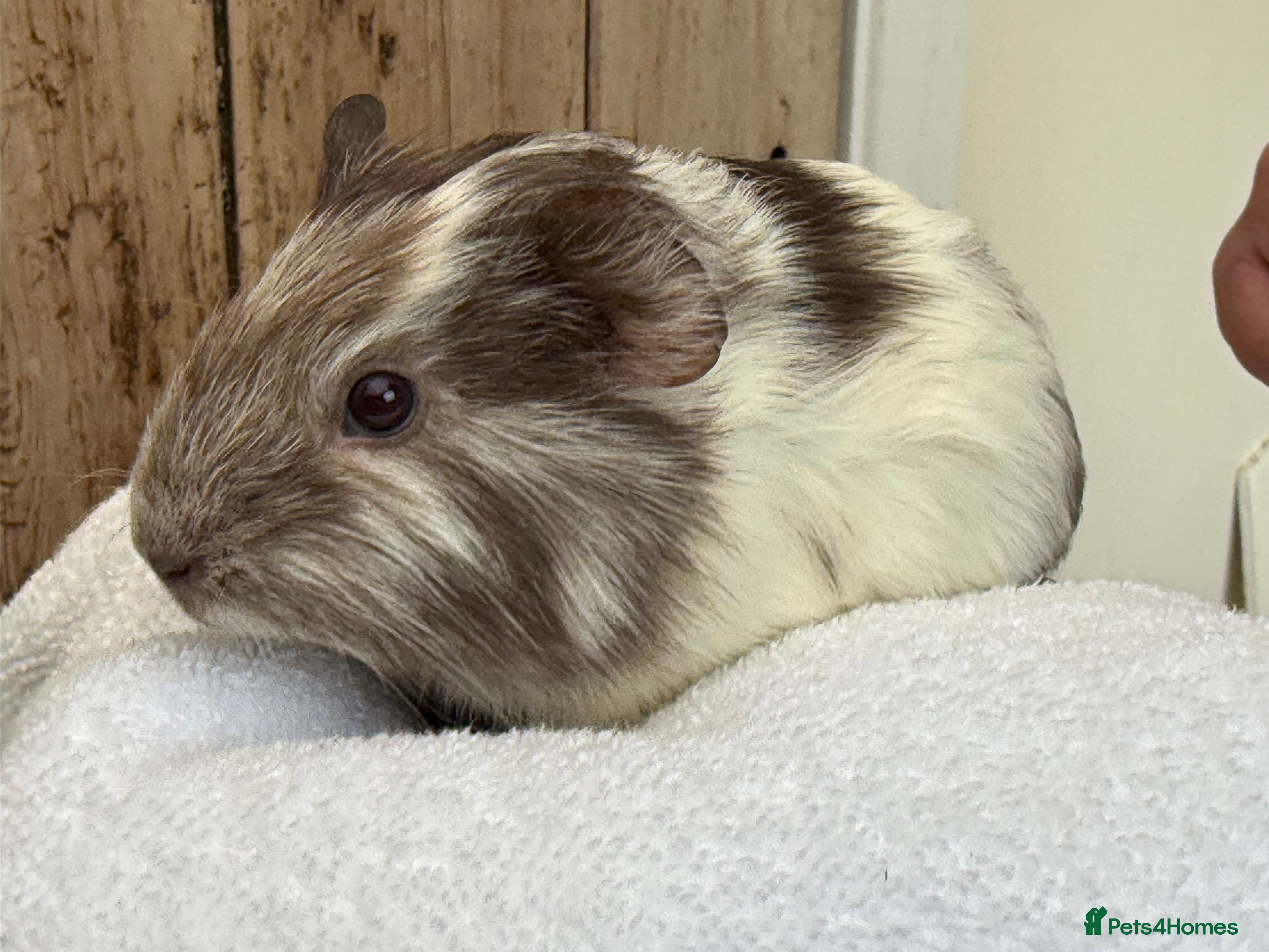 Guinea Pig rodents 4 week old guinea pigs - Advert 2