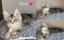Maine Coon cats for sale: READY THIS WEEKEND mainecoon kittens  in Market Rasen - Image 6