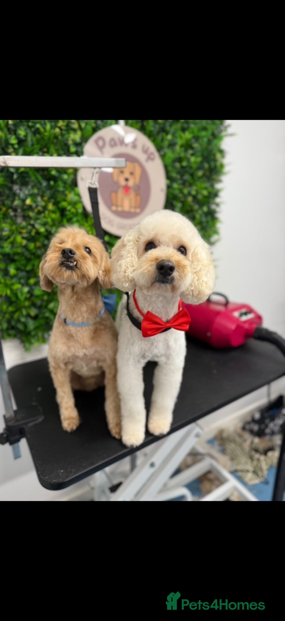Cavapoochon dogs Cooper & Arlo- Aged 3- Males - Advert 9