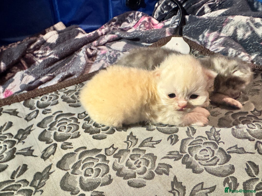 Maine Coon cats for sale: Main coon adorable kittens  - Advert 19