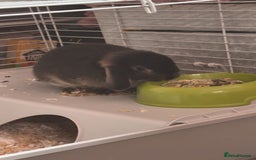 Mixed Breed rabbits for sale: Rabbit - Image 2