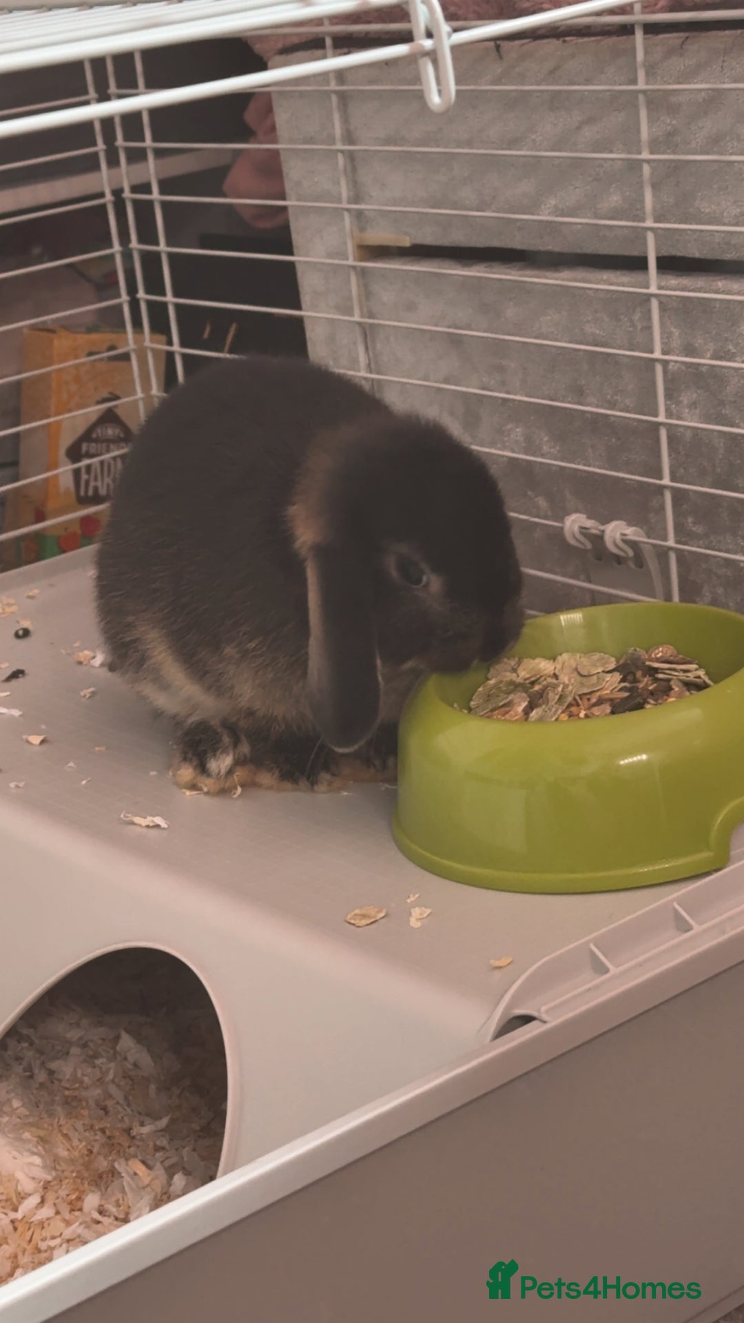 Mixed Breed rabbits for sale: Rabbit - Image 2