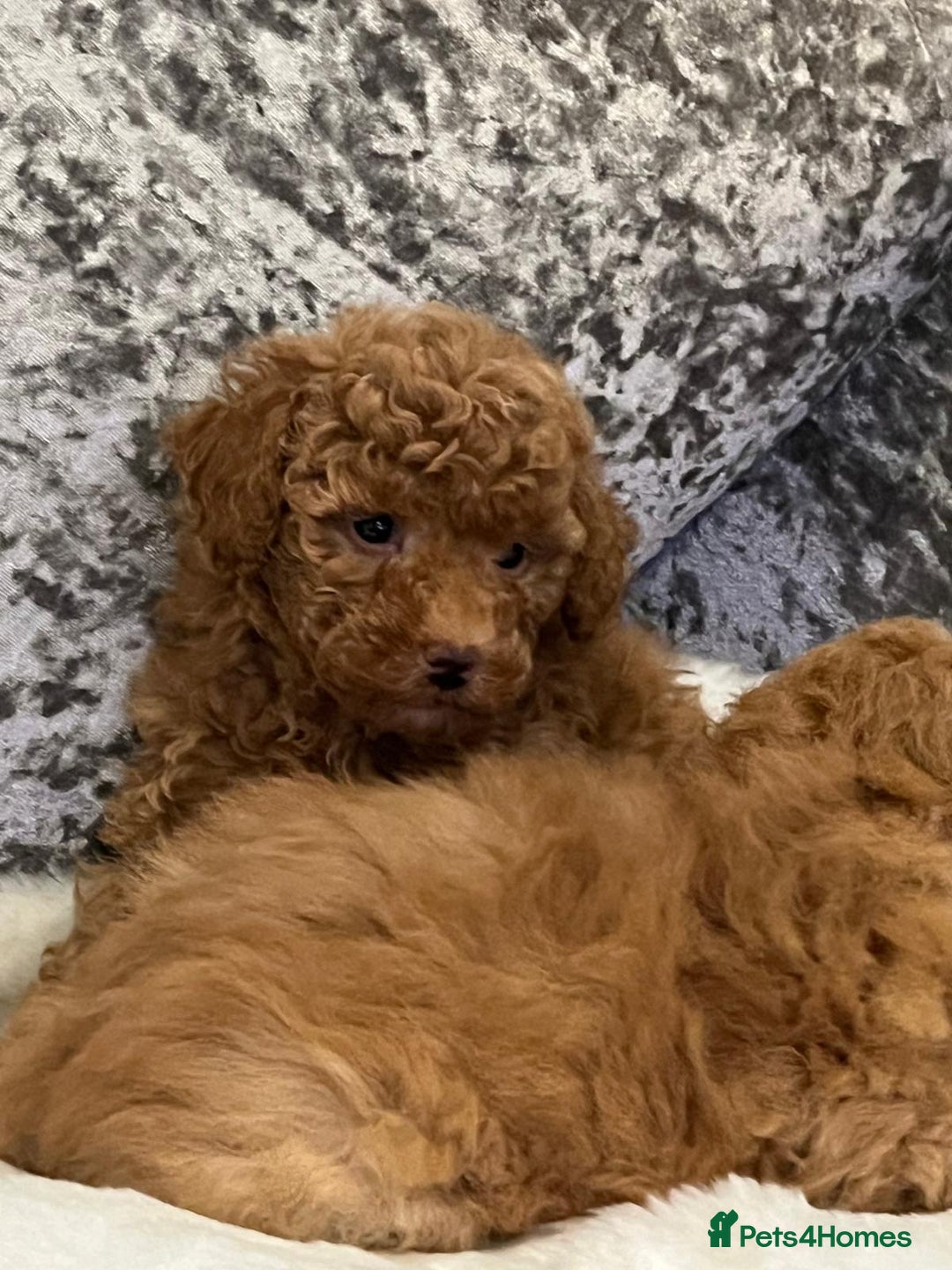 Cavapoo dogs for sale: Mixed litter ofBeautiful cavapoo  - Advert 13