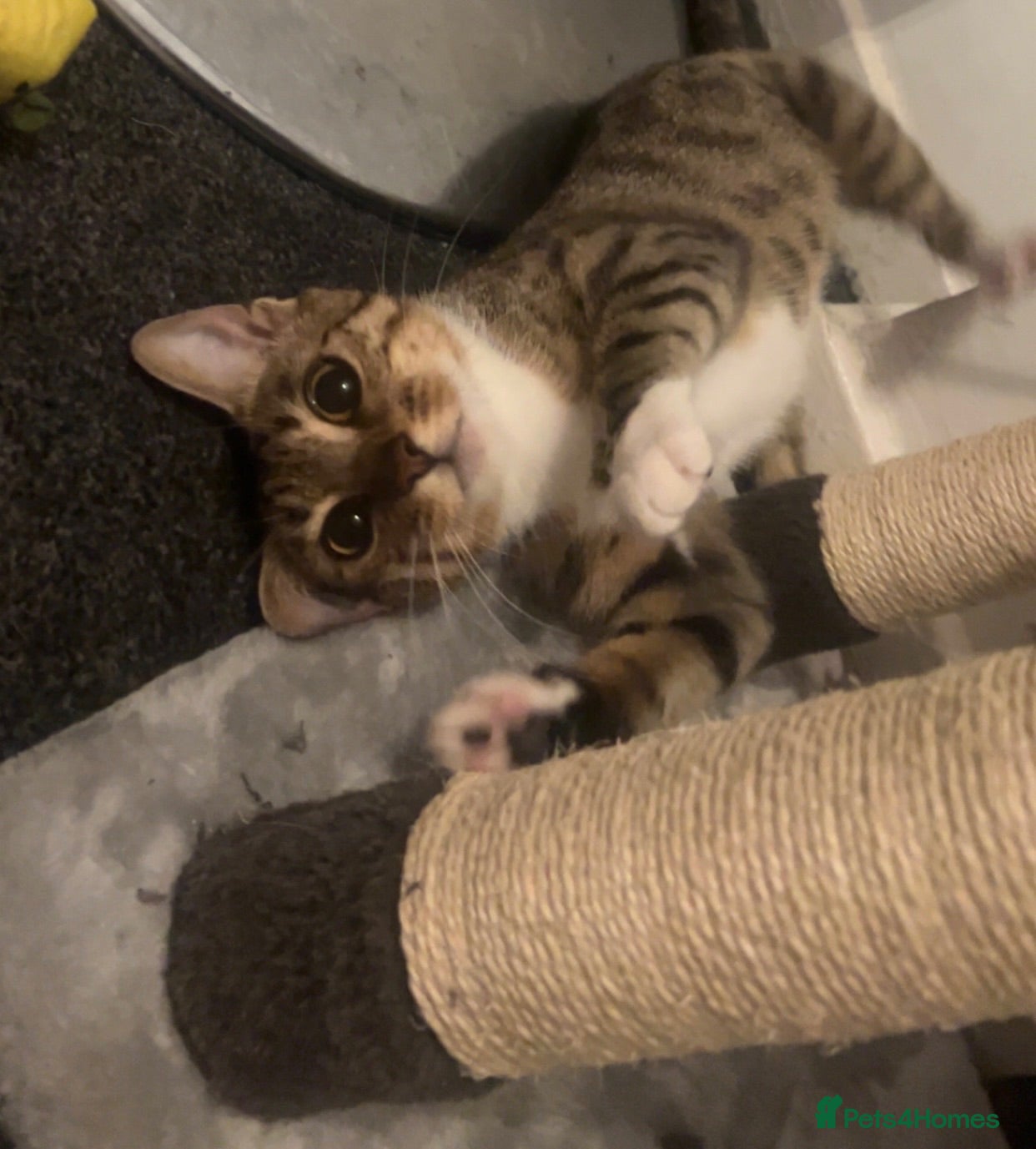Bengal cats Bengal 1 year old  - Advert 1