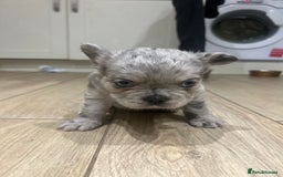 French Bulldog dogs for sale: 4 French bulldogs 2 fluffy - Image 17