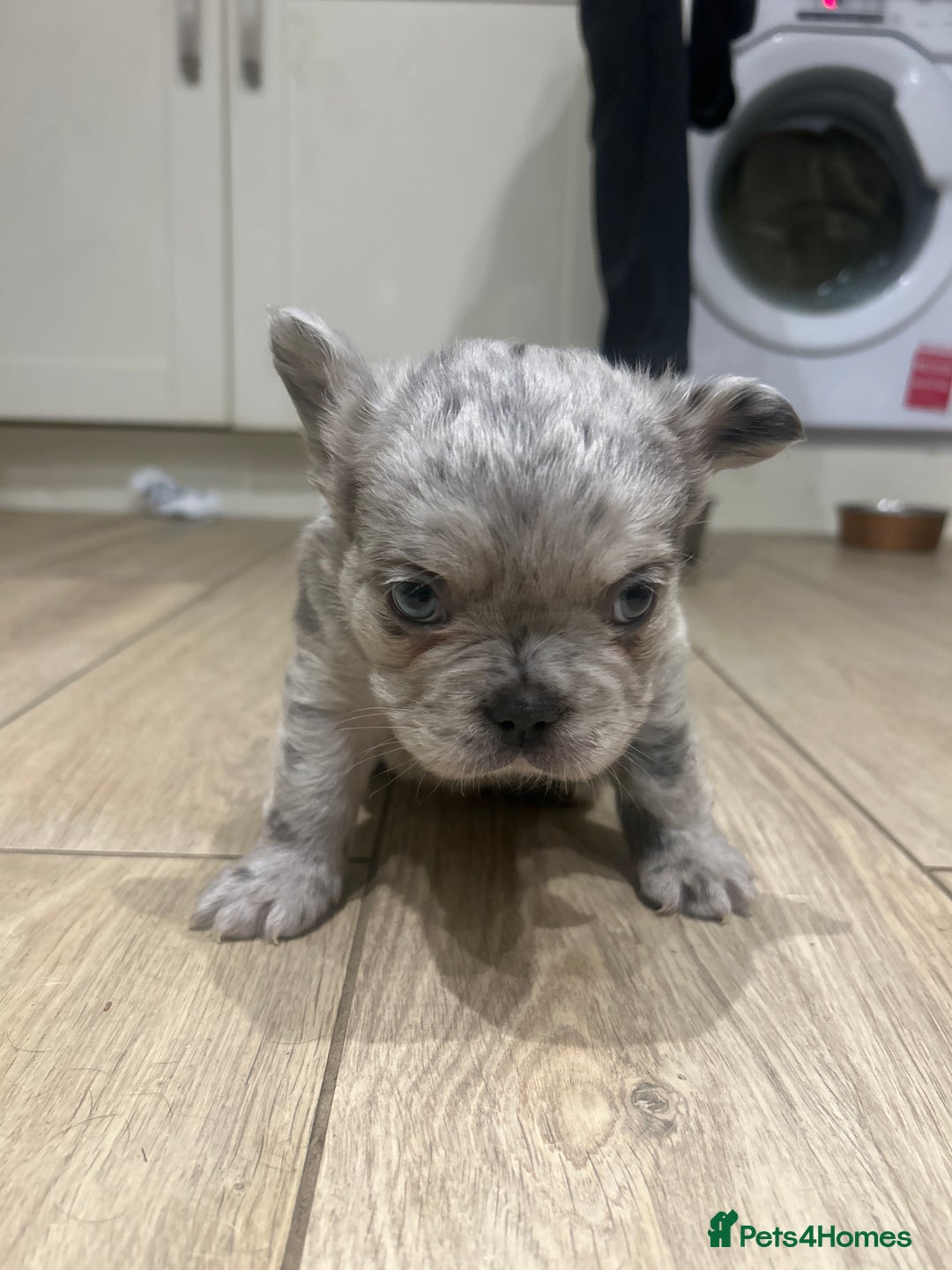 French Bulldog dogs for sale: 4 French bulldogs 2 fluffy - Image 17