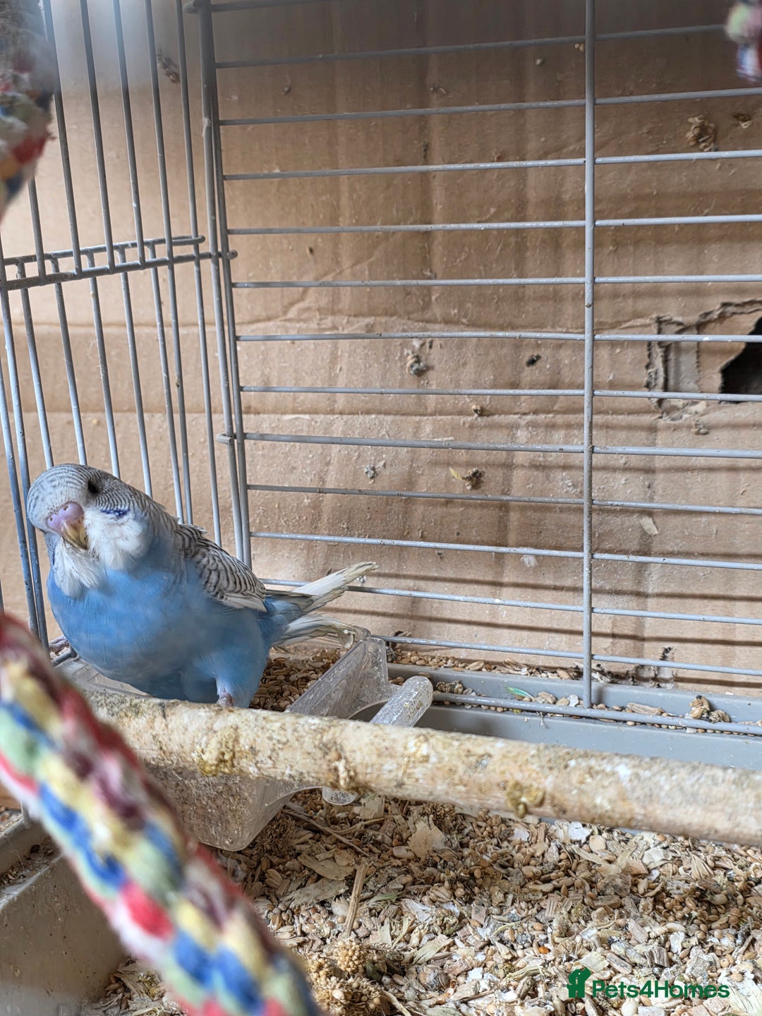 Budgerigars birds for sale: Gorgeous Baby Budgies - Advert 5
