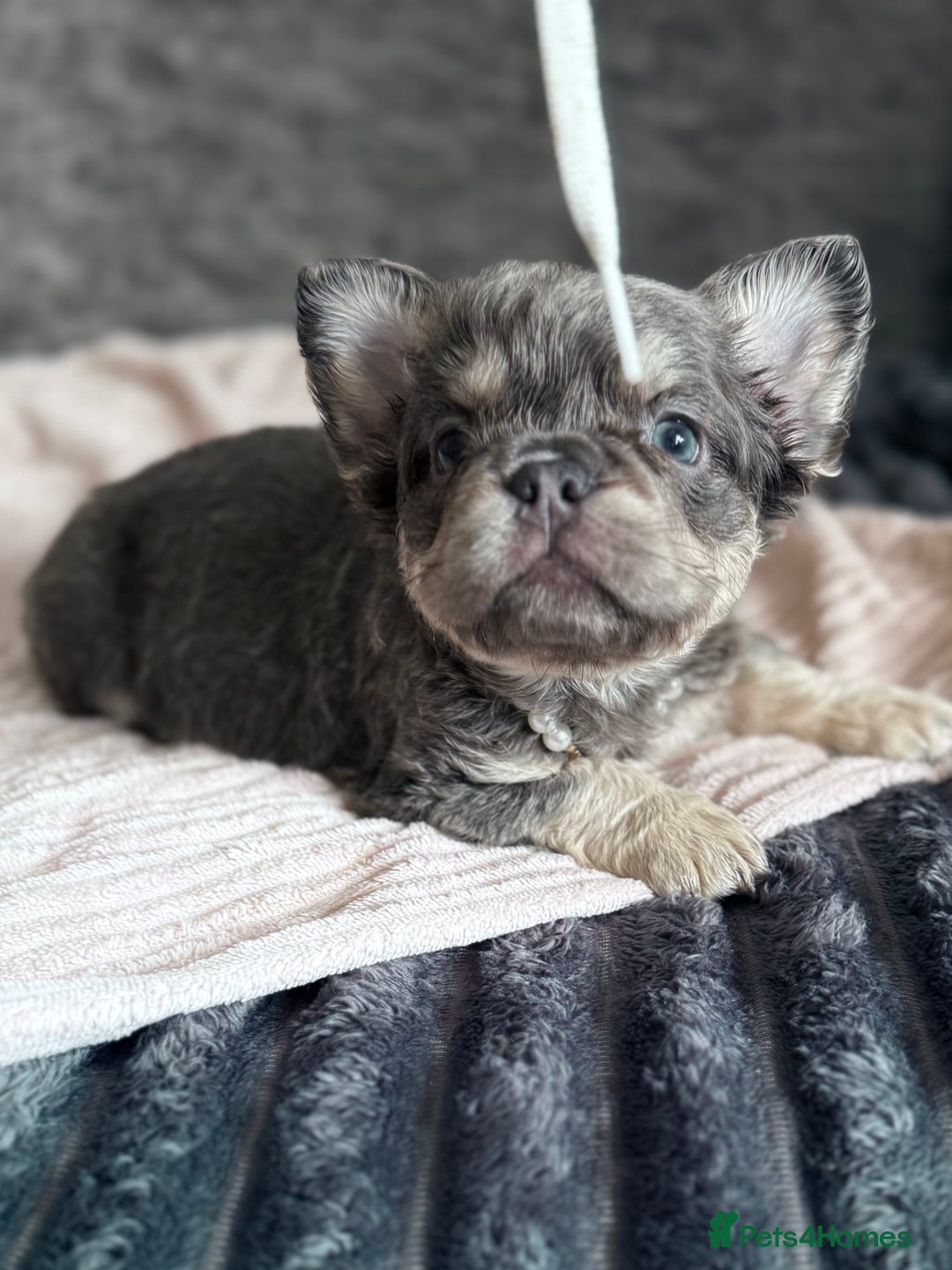 French Bulldog dogs for sale: FLUFFY FRENCH BULLDOGS - Image 13