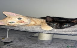 Tibetan cats for sale: Brother and sister  - Image 5