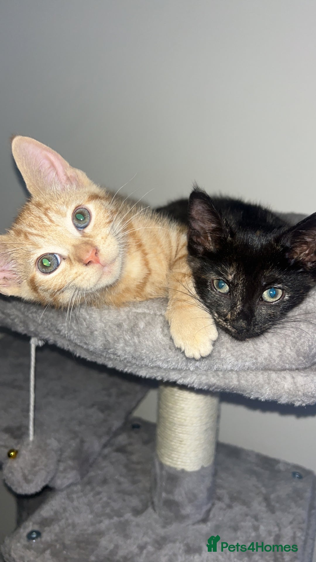 Tibetan cats for sale: Brother and sister  - Image 5