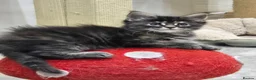 Maine Coon cats for sale: Maine coon kittens in Immingham - Advert 1
