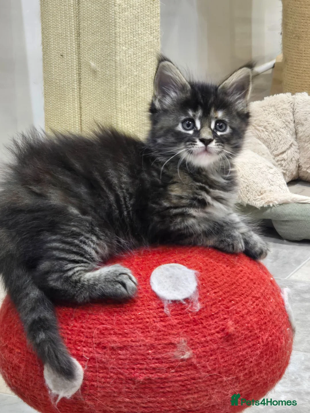 Maine Coon cats for sale: Maine coon kittens in Immingham - Advert 1
