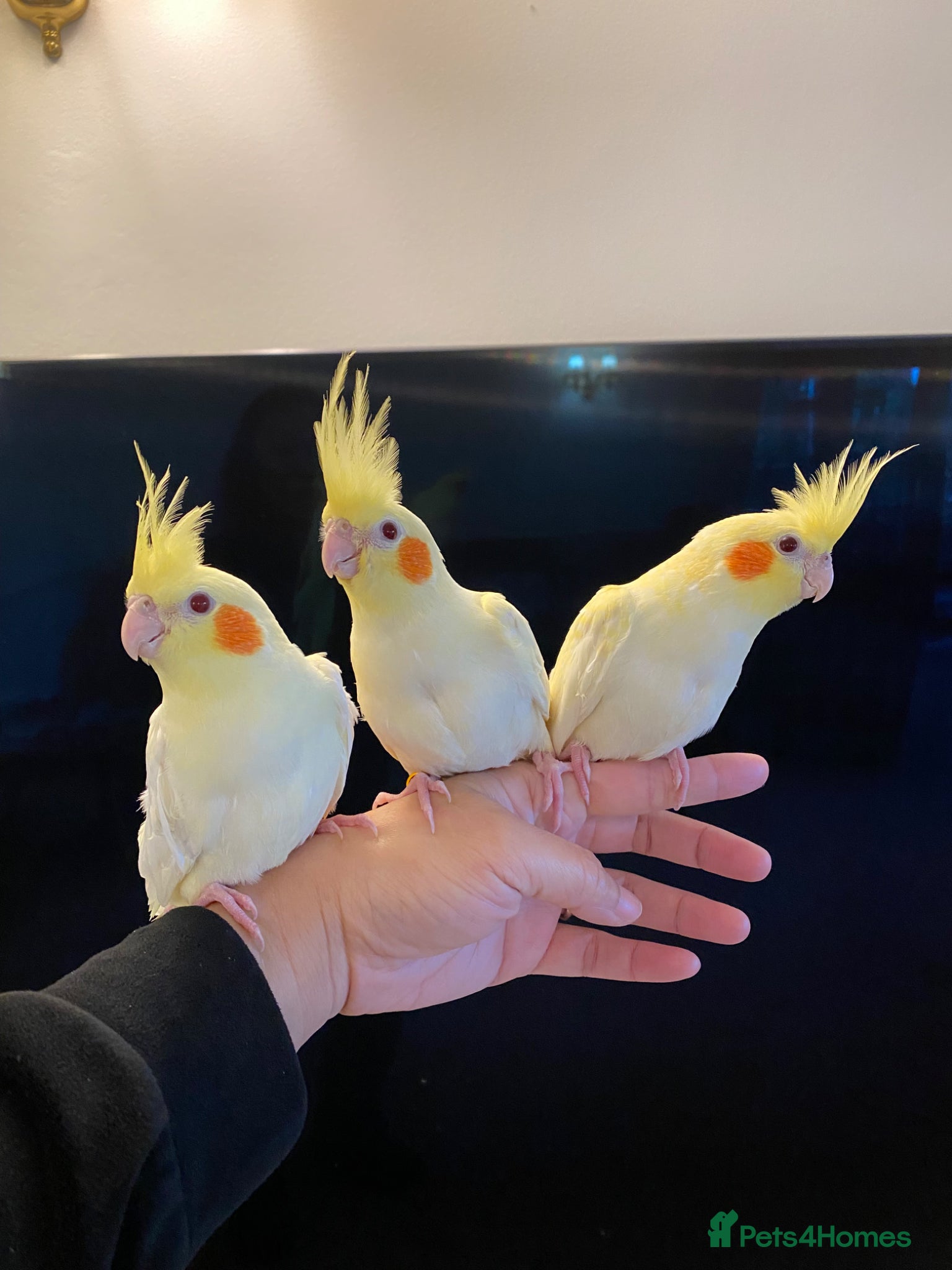 Cockatiels birds Silly Tame Hand Reared Baby Cockatiels  - Advert 9