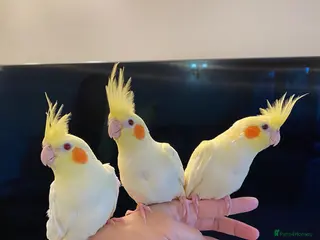 Cockatiels birds Silly Tame Hand Reared Baby Cockatiels - Advert 2