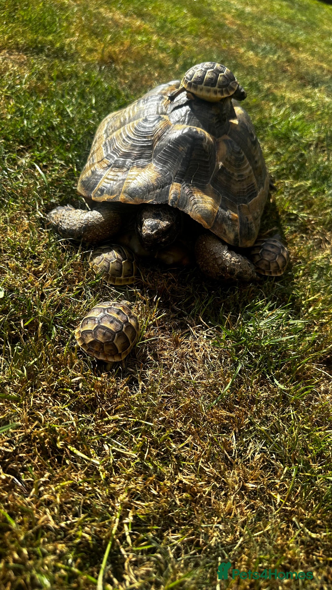 Tortoise reptiles for sale: Fertile female 20 years old Spur thigh  - Image 8