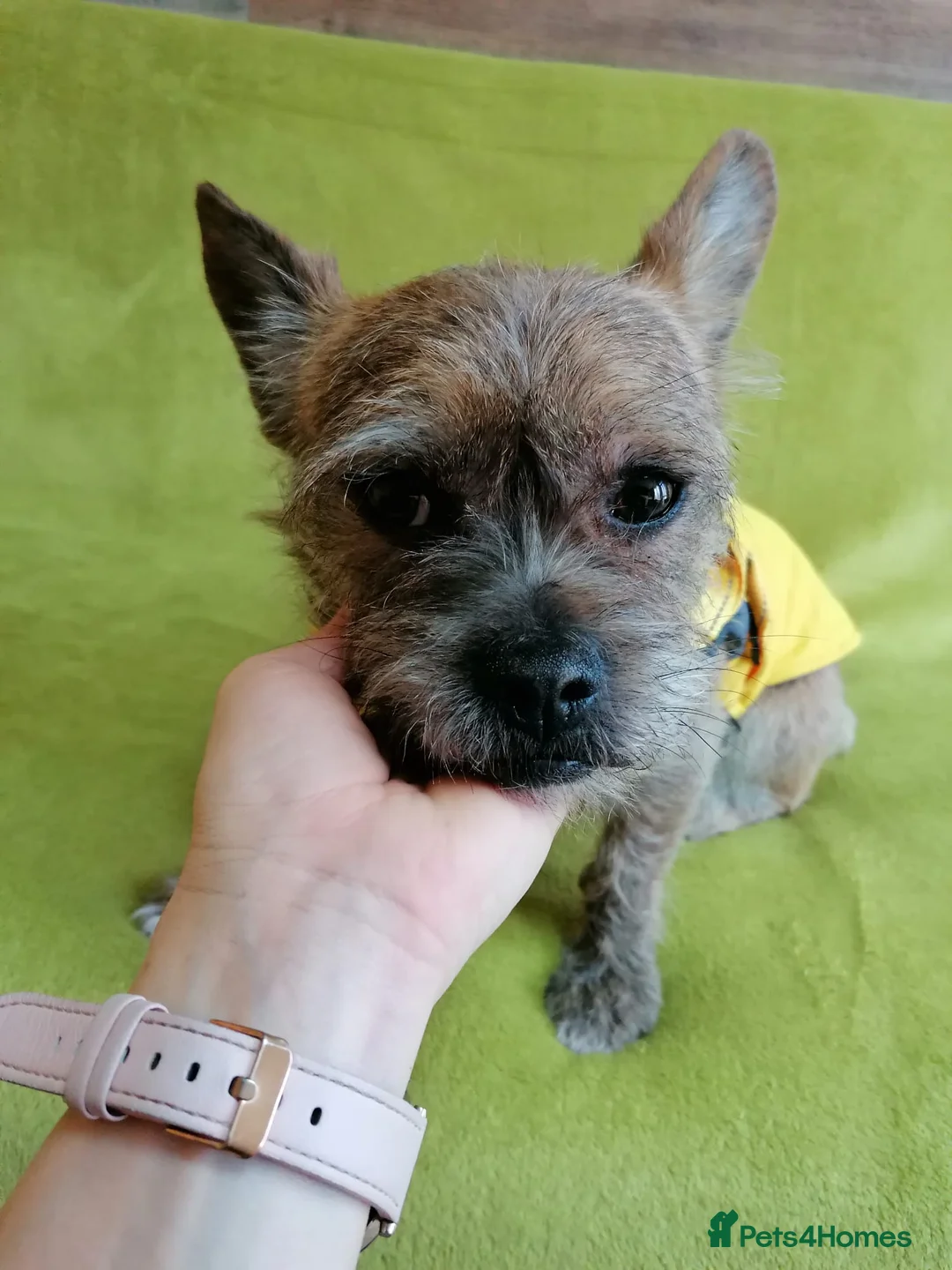 Mixed Breed dogs for adoption: 💙RONNIE Big Personality In Tiny Wrap Chorkie X - Advert 13