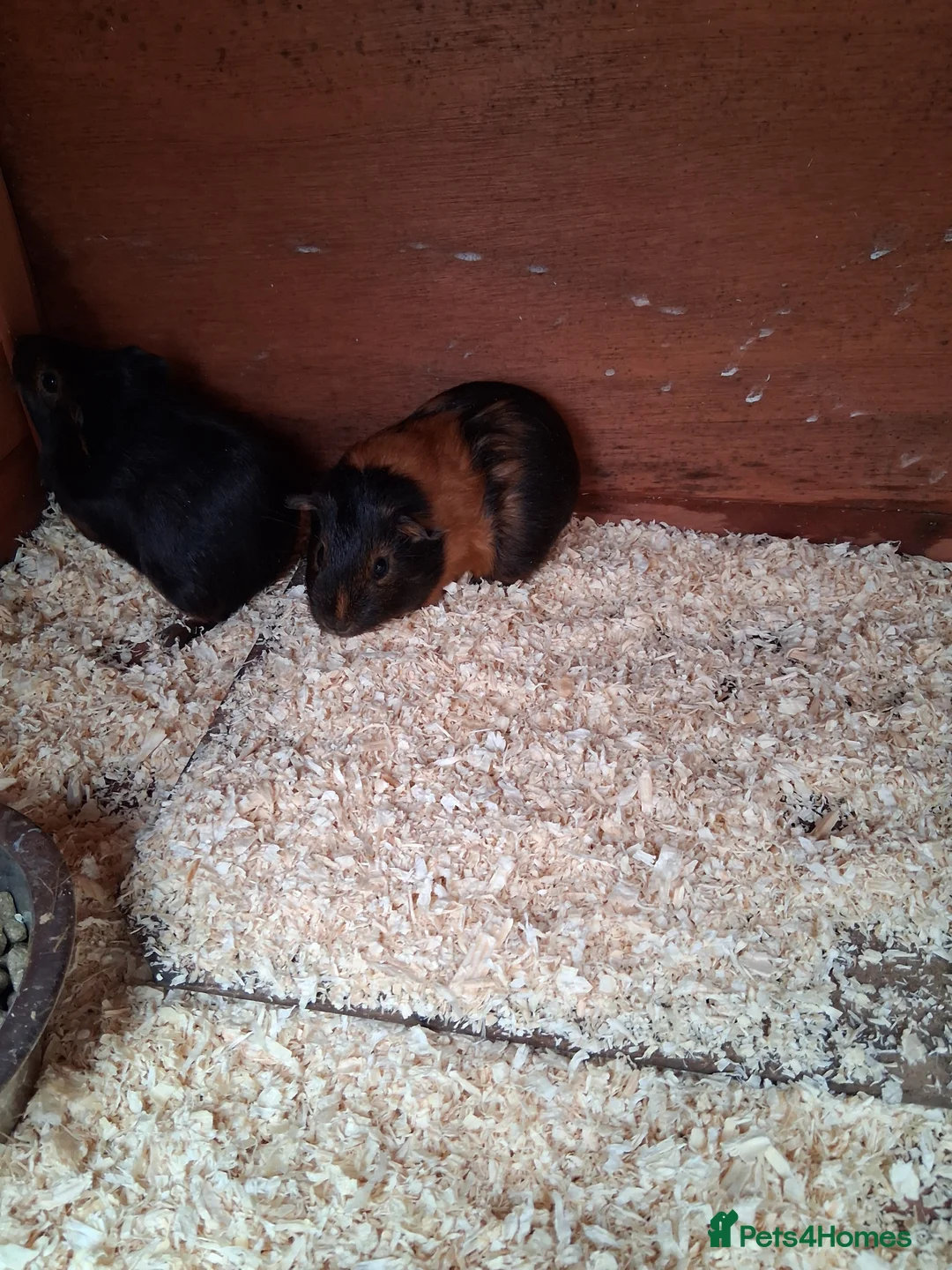 Guinea Pig rodents for sale: 13 baby guinea pigs available  - Advert 5