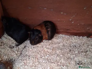 Guinea Pig rodents 13 baby guinea pigs available - Advert 17