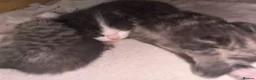 Mixed Breed cats for sale: Kittens for sale  - Advert 17