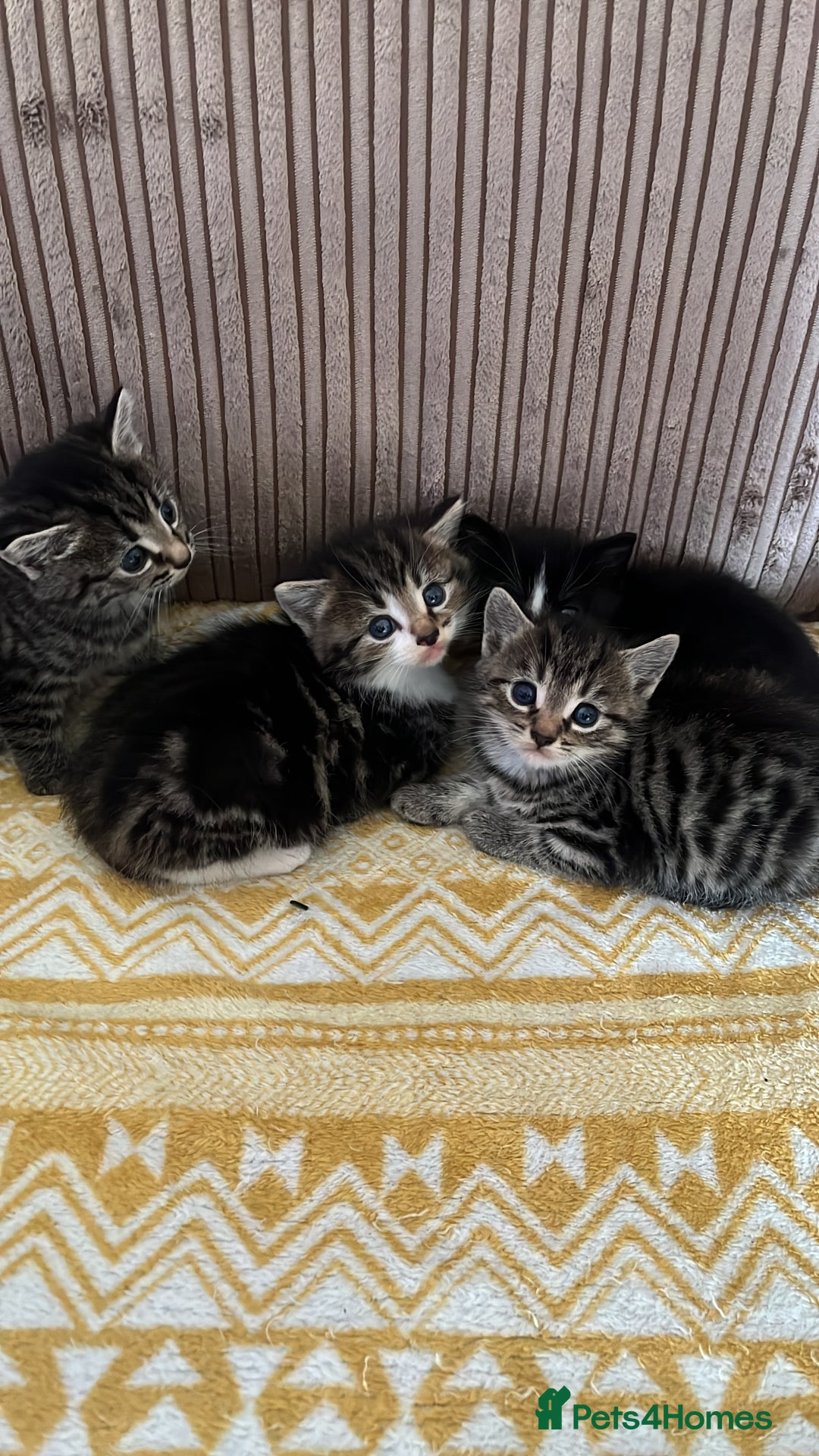Mixed Breed cats for sale: Calico tabbies  - Advert 2