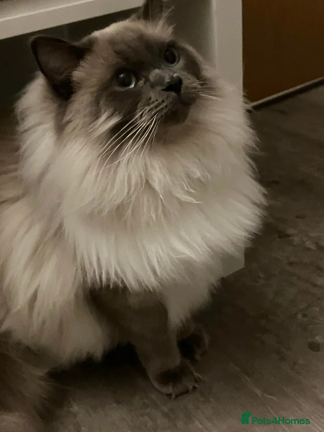 Mixed Breed cats for sale: Mixed ragdoll kittens - Advert 10