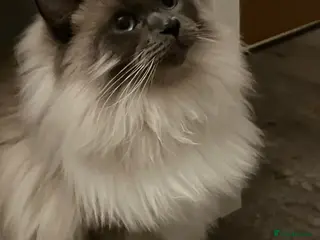 Mixed Breed cats Mixed ragdoll kittens - Advert 16