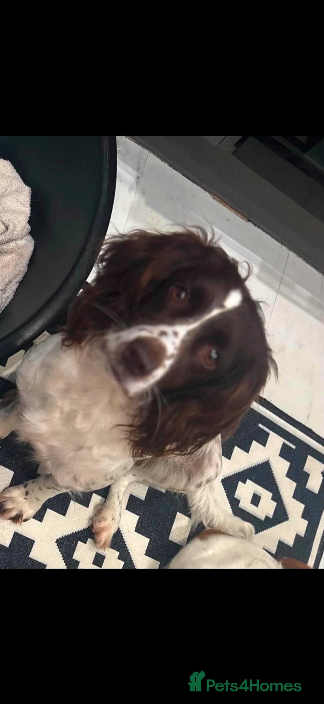 Sprocker dogs for sale: Sprocker spaniel puppy - Advert 6