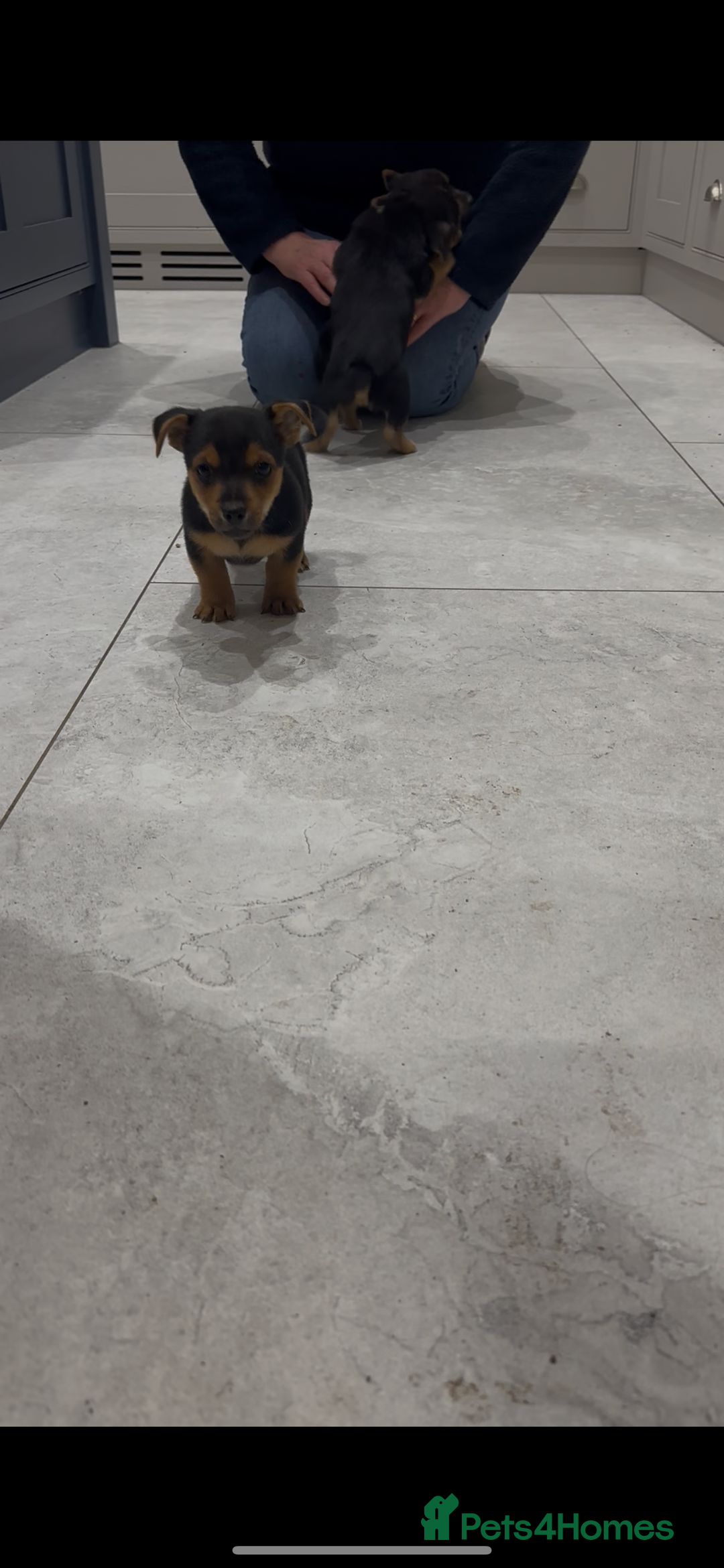 Jack Russell dogs for sale: Black and Tan Short legged Miniture Jack russels  - Advert 4