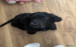 Cocker Spaniel dogs for sale: Black Cocker spaniel  - Image 2