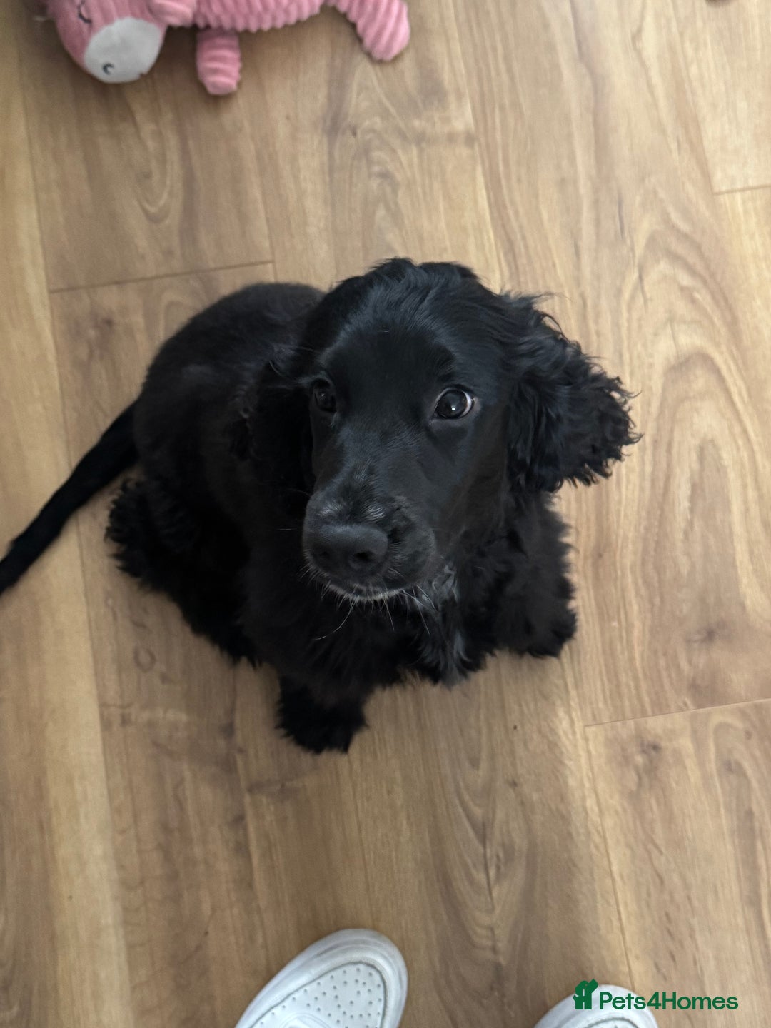 Cocker Spaniel dogs for sale: Black Cocker spaniel  - Image 2