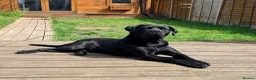 Cane Corso dogs for stud: Pure Jet-Black 70kg Cane Corso (Rare) in London - Advert 1
