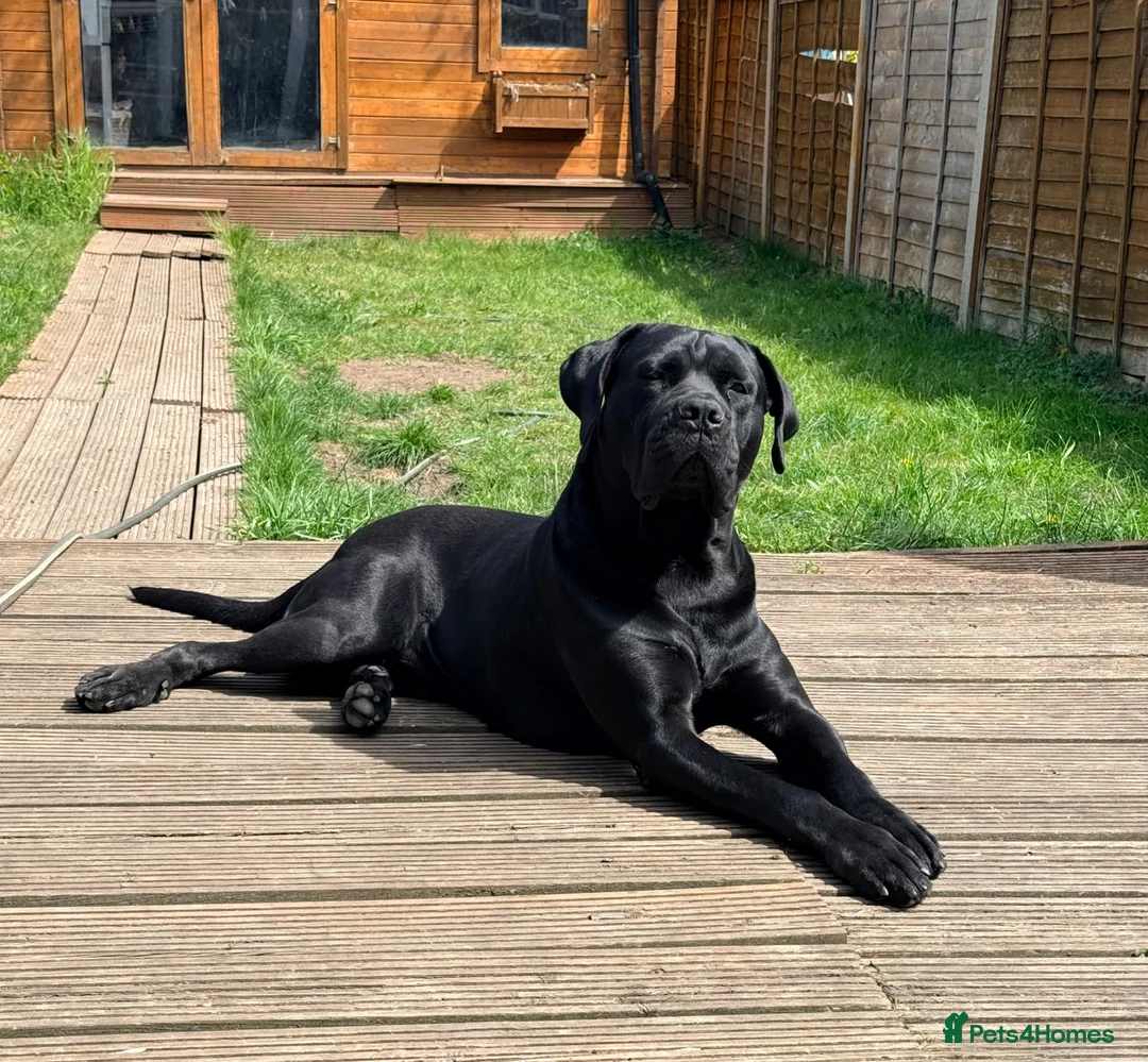 Cane Corso dogs for stud: Pure Jet-Black 70kg Cane Corso (Rare) in London - Advert 1