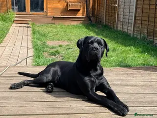 Cane Corso dogs Pure Jet-Black 70kg Cane Corso (Rare) - Advert 2