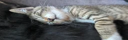 Mixed Breed cats for sale: 4 beautiful kittens ready to go in Braintree - Advert 10
