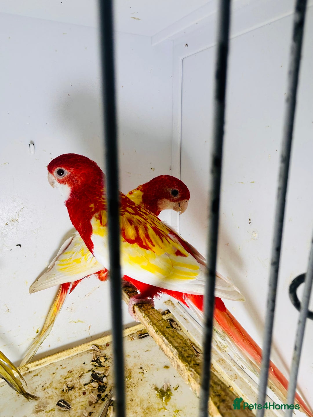 Parakeets birds for sale: Stunning Rubino/pastel rosellas for sale   - Image 5