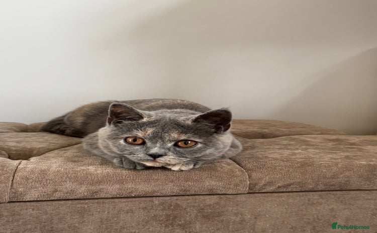 British Shorthair cats - Advert 1