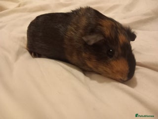 Guinea Pig rodents 2 guinea pigs with cage and accessories - Advert 1