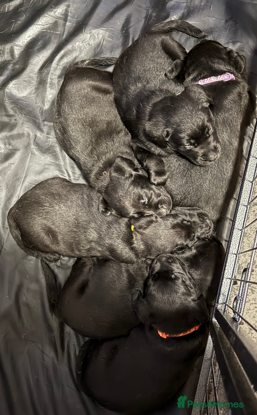 Labrador Retriever dogs for sale: Stunning litter of pure bred black Labrador pups  - Advert 9