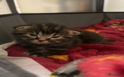 Mixed Breed cats for sale: Kittens for Sale  - Image 5