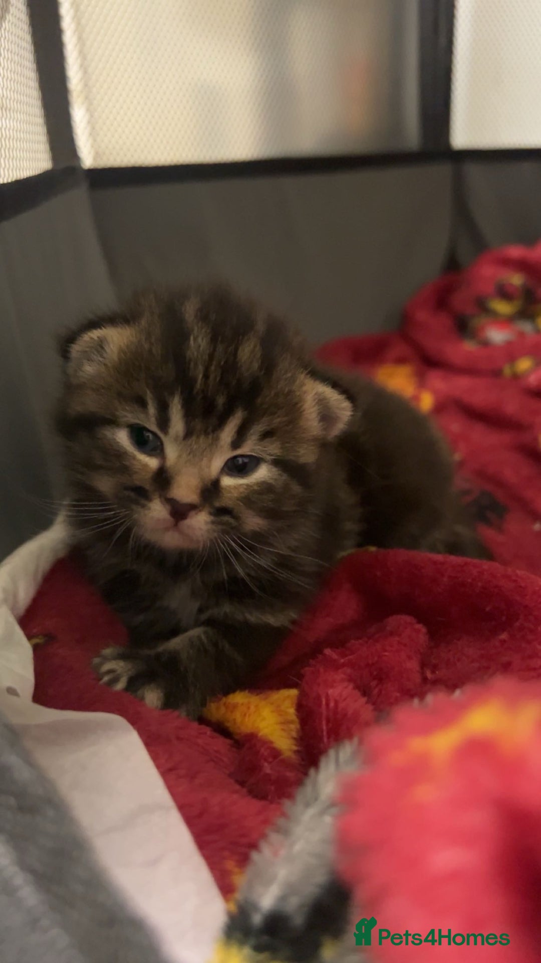 Mixed Breed cats for sale: Kittens for Sale  - Image 5