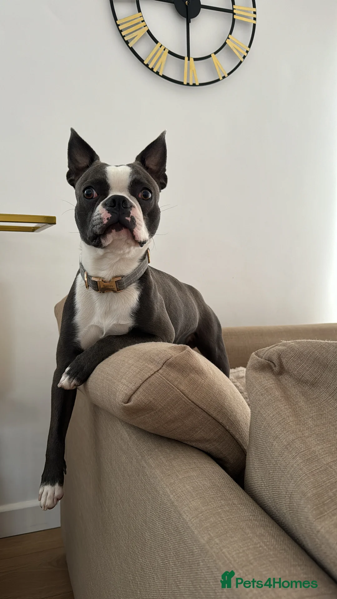 Boston Terrier dogs for stud: Boston terrier for stud blue&white proven KC regis in Wantage - Advert 10