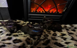 Egyptian Mau cats for sale: Smoke Egyptian MAU x Bengal spotted&marble kittens - Image 27