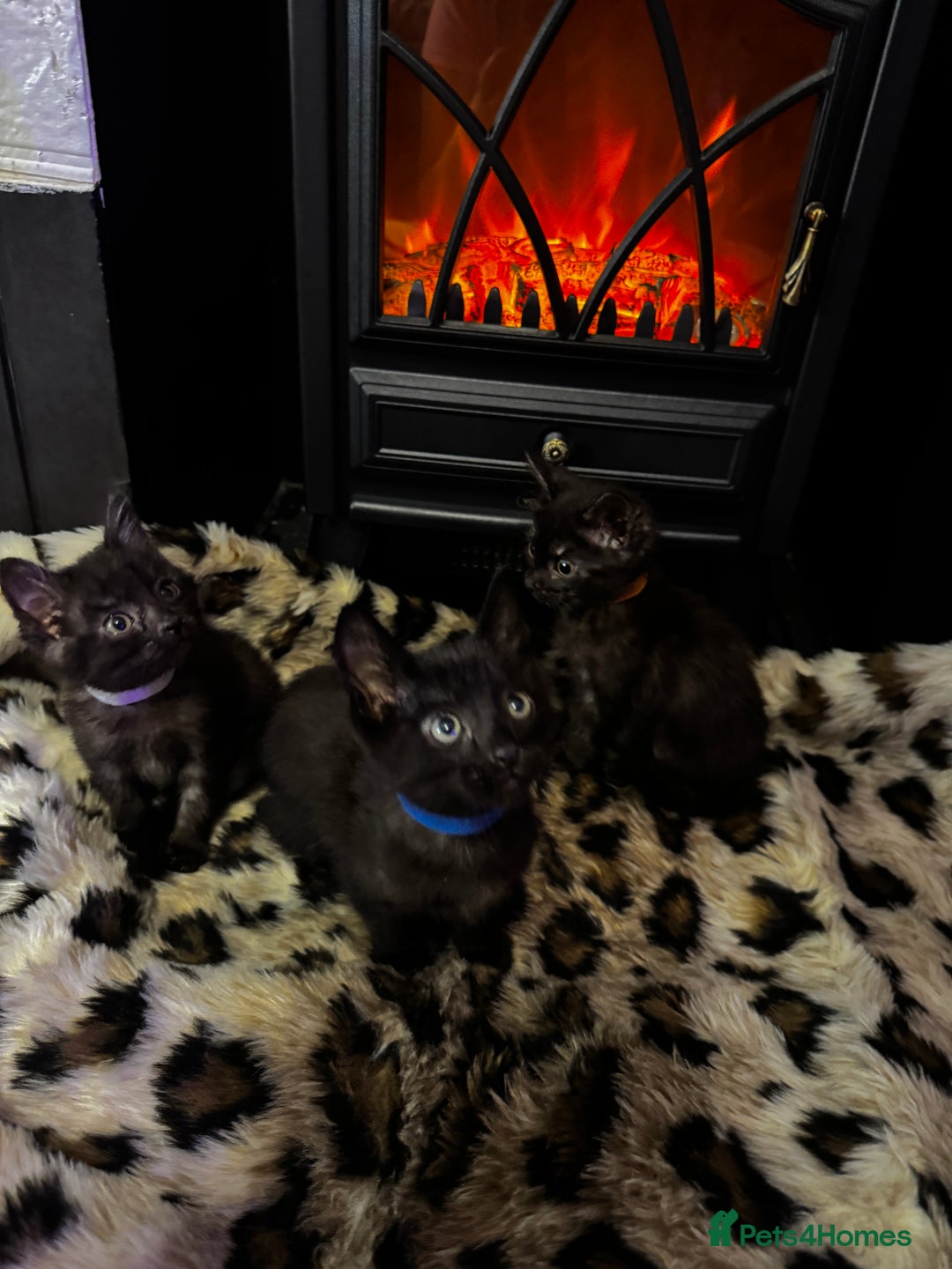 Egyptian Mau cats for sale: Smoke Egyptian MAU x Bengal spotted&marble kittens - Image 27