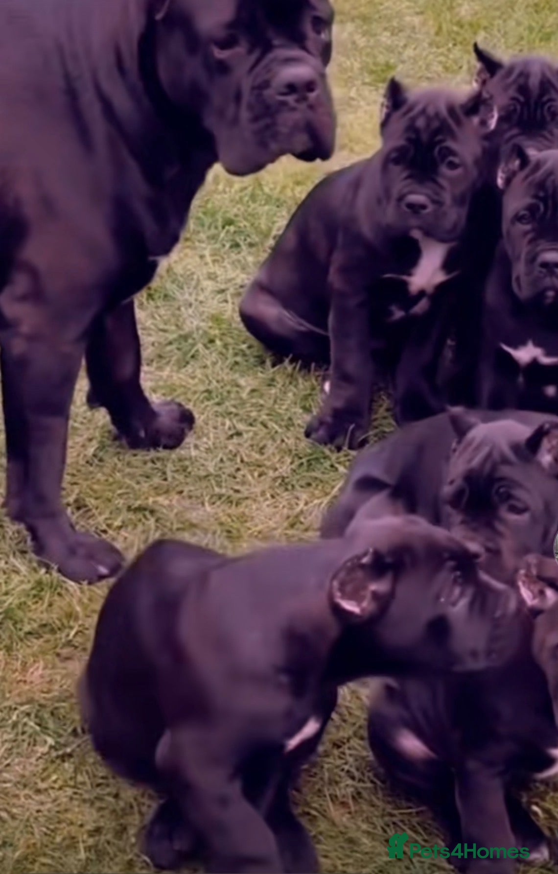 Cane Corso dogs 9 week old male cane corso  - Advert 18
