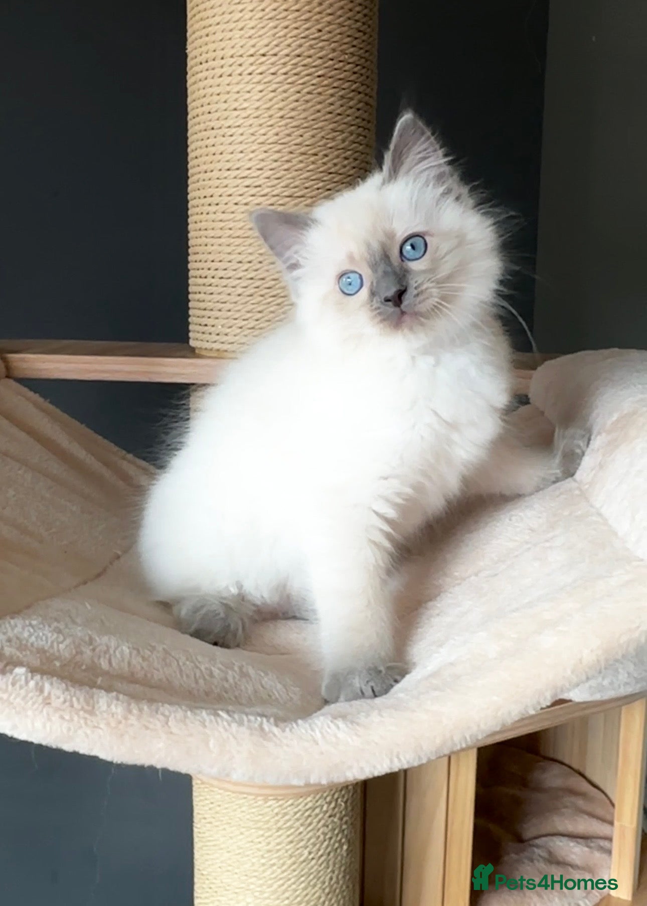 Ragdoll cats for sale: Ragdoll Kittens GCCF & Health Tested  - Advert 14