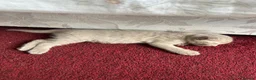 Mixed Breed cats for sale: 2 kittens for sale  in London - Advert 7