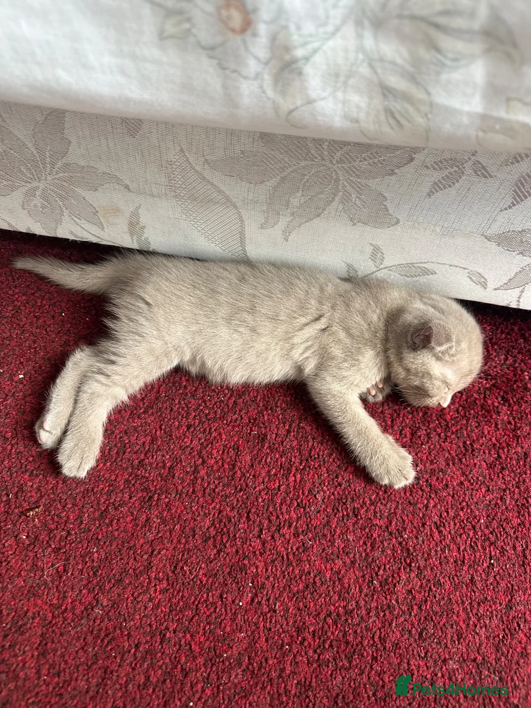 Mixed Breed cats for sale: 2 kittens for sale  in London - Advert 7