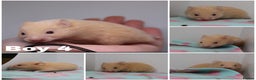 Hamster rodents for sale: Beautiful Male & Female Syrain Hamsters  - Advert 8
