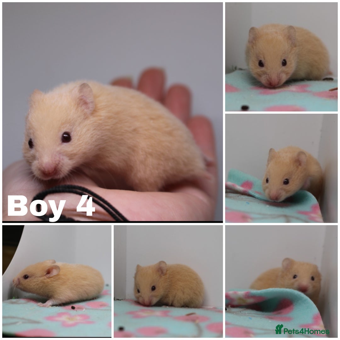 Hamster rodents for sale: Beautiful Male & Female Syrain Hamsters  - Advert 8