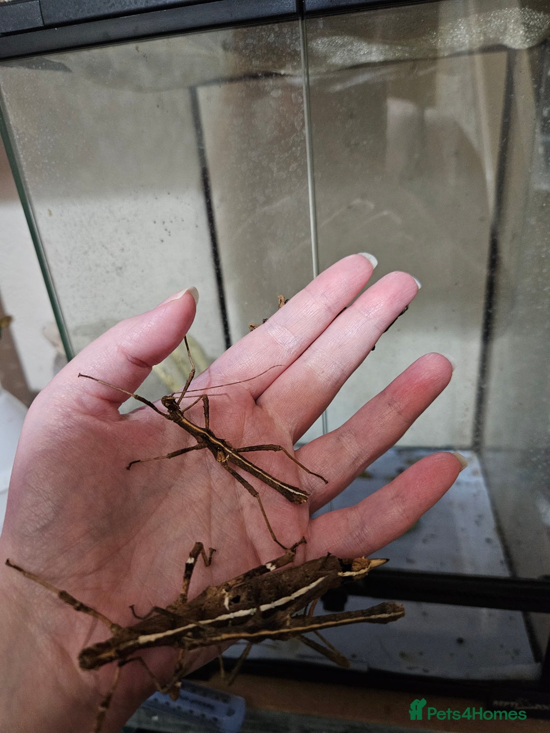 Stick Insects invertebrates for sale: Sungaya stick insects and enclosure - Image 3